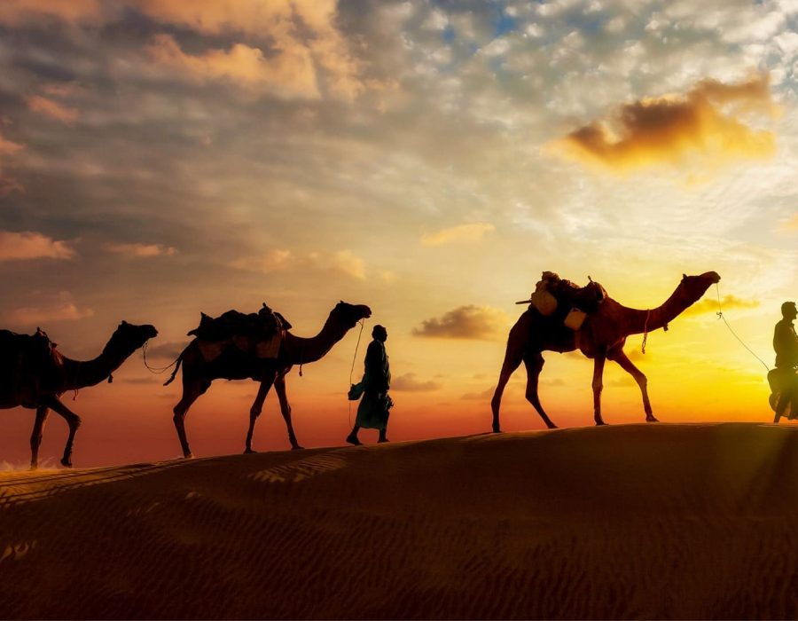 Top-Banner-Camel-Safari